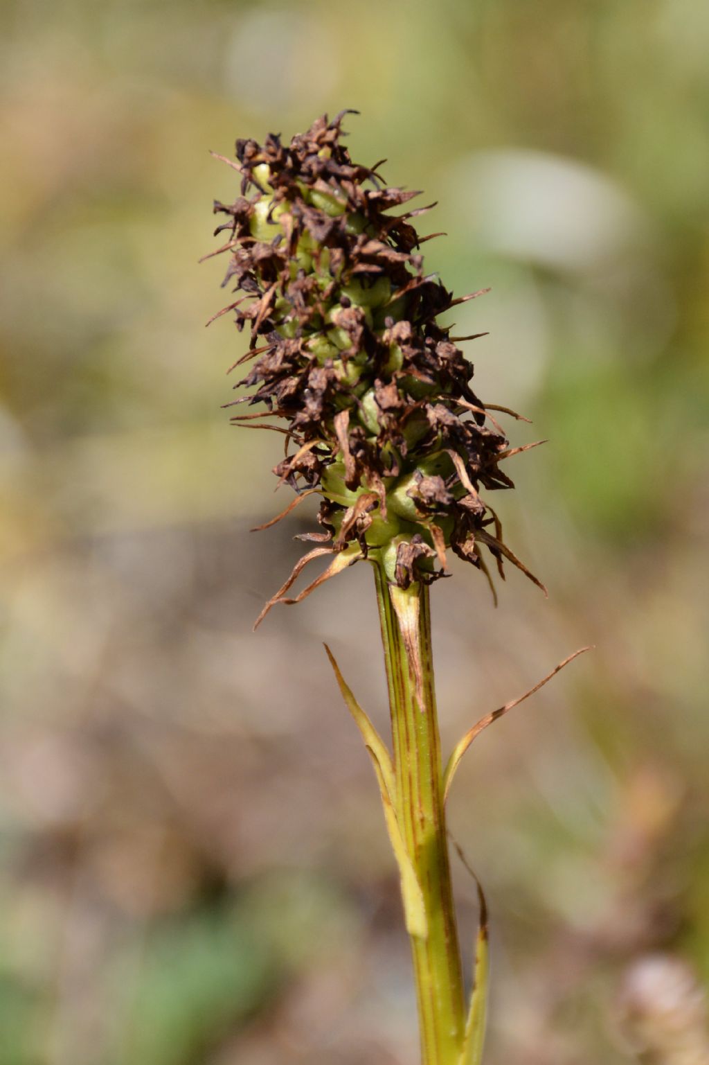 Nigritella rhellicani matura